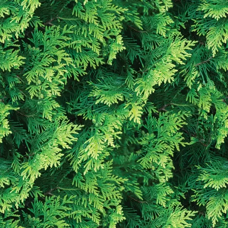 Papel de Parede Folhas – Estilo Moderno