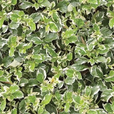 Papel de Parede Folhas – Estilo Moderno