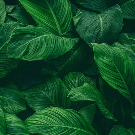 papel-de-parede-folhas-69-exdecor-principal