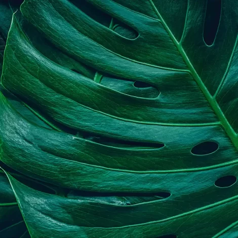 Papel de Parede Folhas – Estilo Moderno