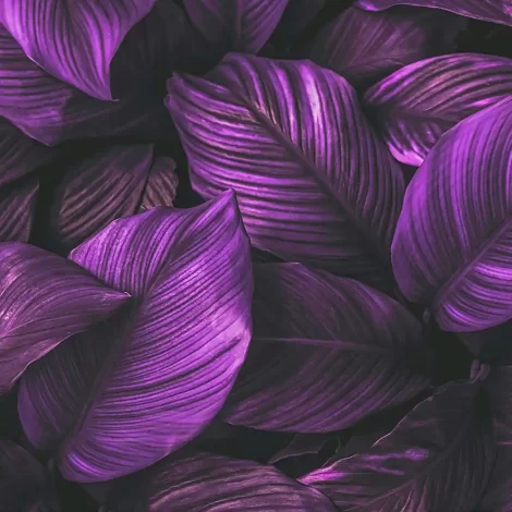 papel-de-parede-folhas-82-exdecor-principal